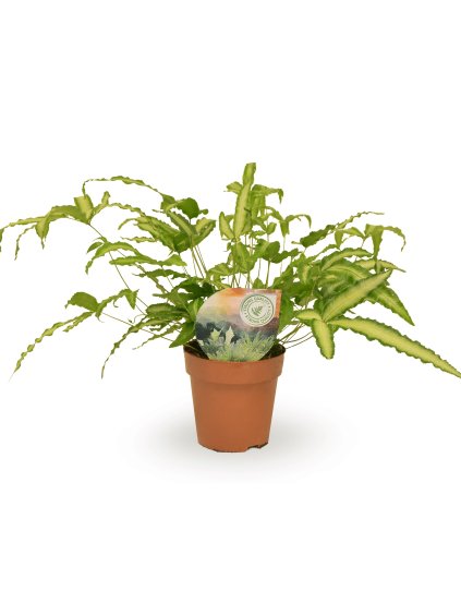 Pteris cretica 'Albolineata' V35cm