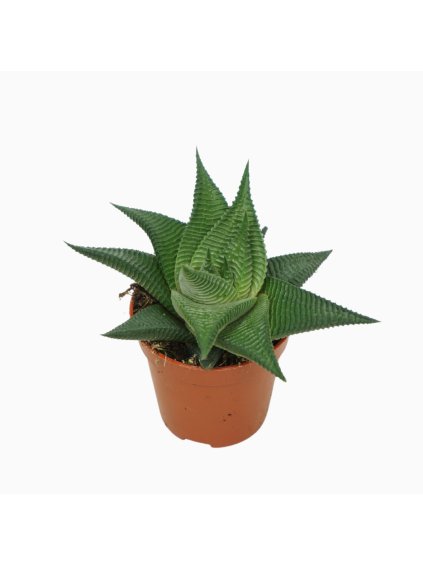 Haworthia limifolia V8cm