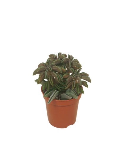 Peperomia overig V9cm