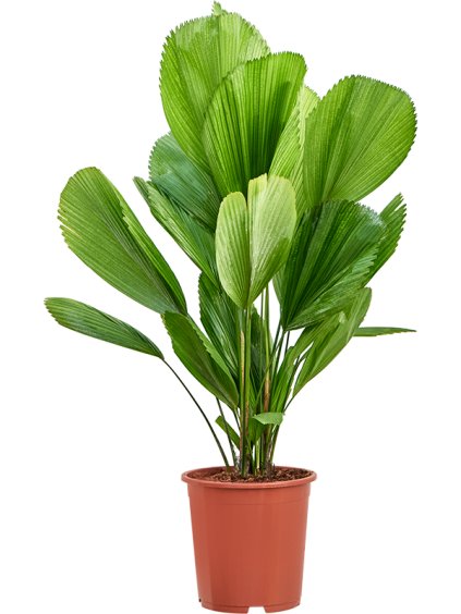 Licuala grandis R27cm V130cm