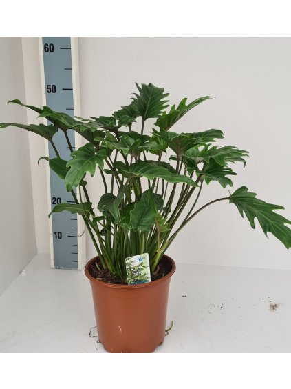 Philodendron xanadu V60cm