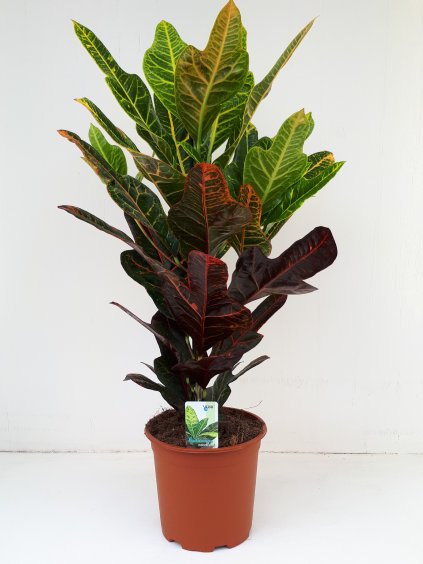 Codiaeum variegatum 'Excellent' V65cm