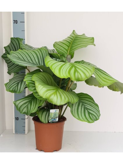 Calathea orbifolia V65cm