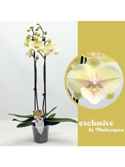 Phalaenopsis Alice V65cm