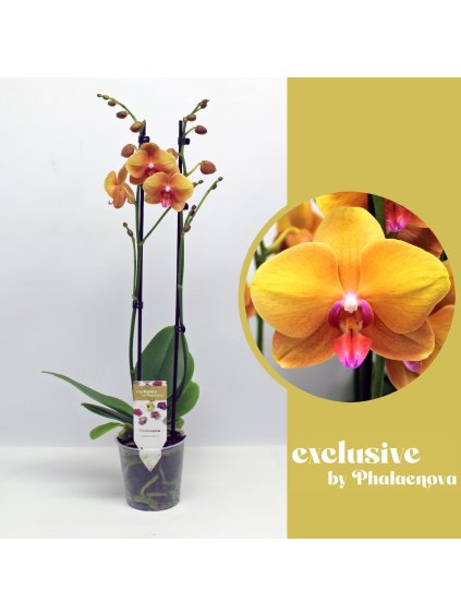 Phalaenopsis Buddha V60cm