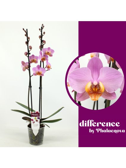 Phalaenopsis Beaumont V65cm