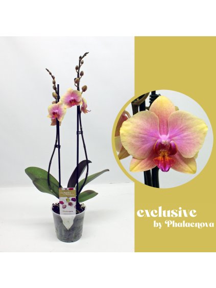 Phalaenopsis Malmo V60cm