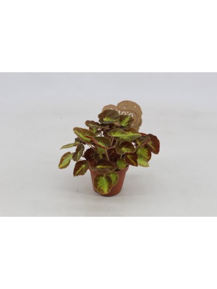 Begonia (Rex Grp) Montuno V20cm