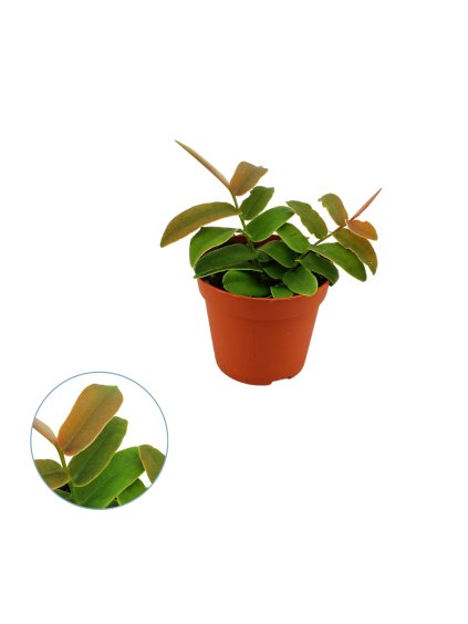 Pedilanthus Tithymaloides V20cm