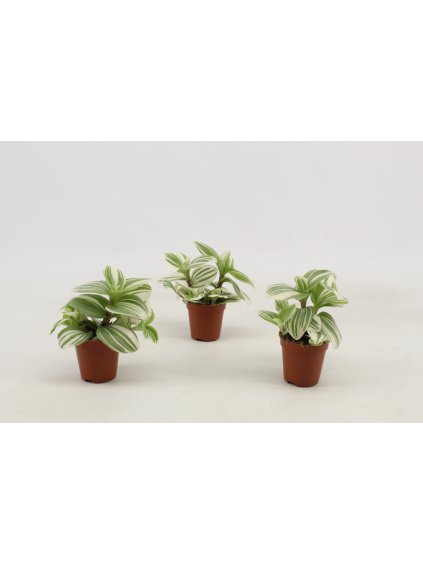 Tradescantia BrightnessD