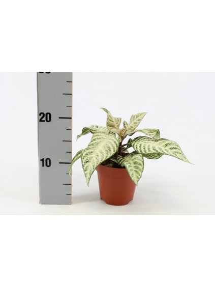 Aphelandra White Wash V30cm