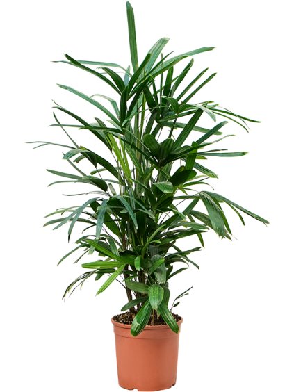 Rhapis excelsa R24cm V100cm