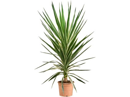 Yucca elephantipes 'Puck' V110cm