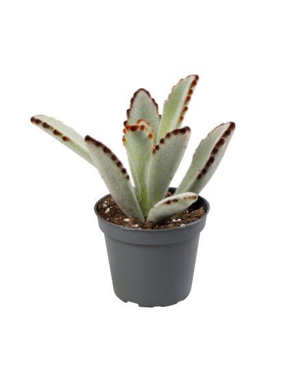 Kalanchoe tomentosa V15cm