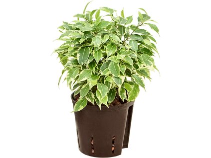 Ficus benjamina 'Mini Francis' V30cm