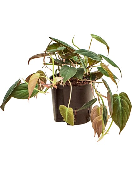 Philodendron micans R13cm V25cm