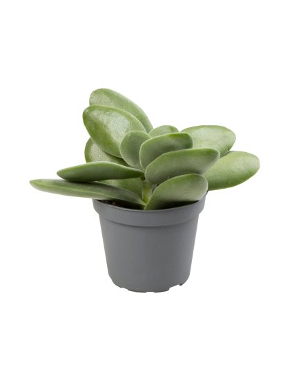 Crassula rogersii V10cm