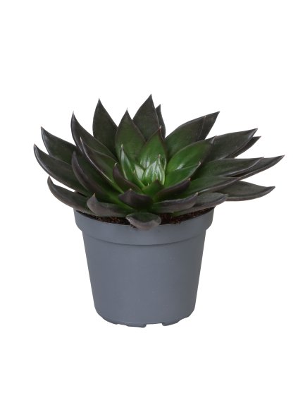 Echeveria New Black V10cm