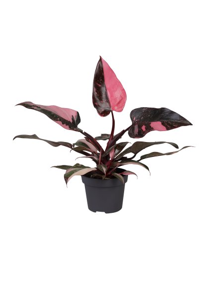 Philodendron Pink Princess Marble V25cm