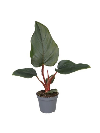 Philodendron Squamiferum x Serpens V16cm