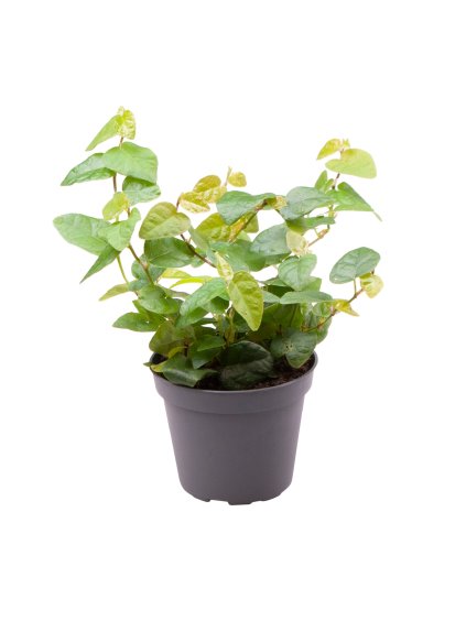 Ficus pumila 'Arina' V13cm