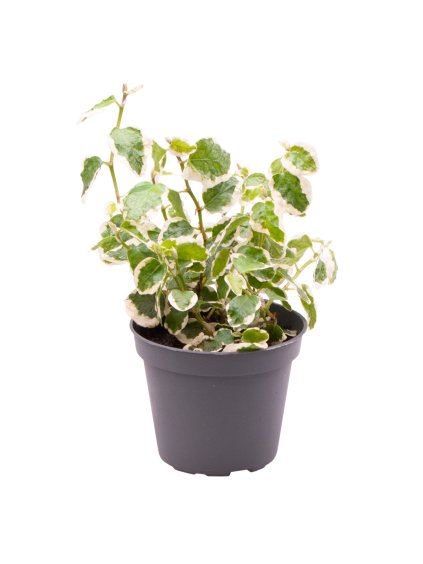 Ficus pumila 'Bellus' V12cm