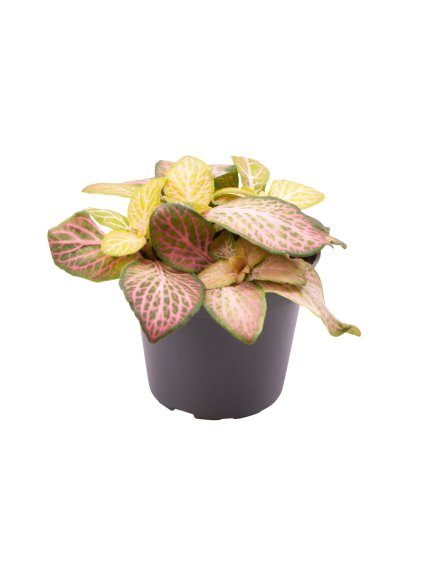 Fittonia Pink Specik V8cm