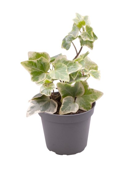 Hedera Helix Variegated V10cm