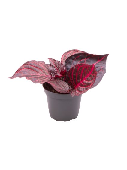 Iresine herbstii Bloodleaf V10cm