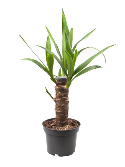 Yucca elephantipes V50cm