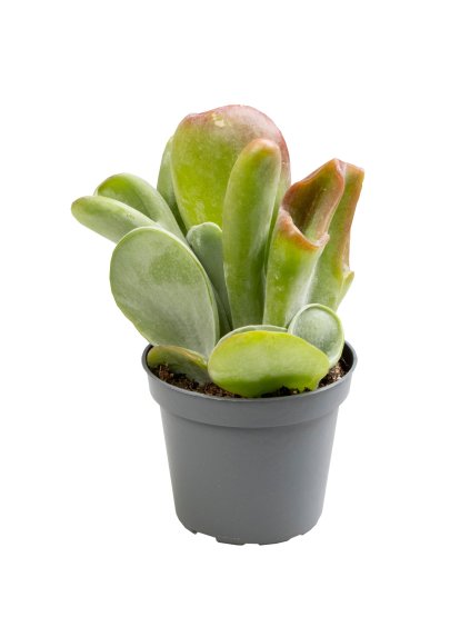 Kalanchoe Lady finger V8cm