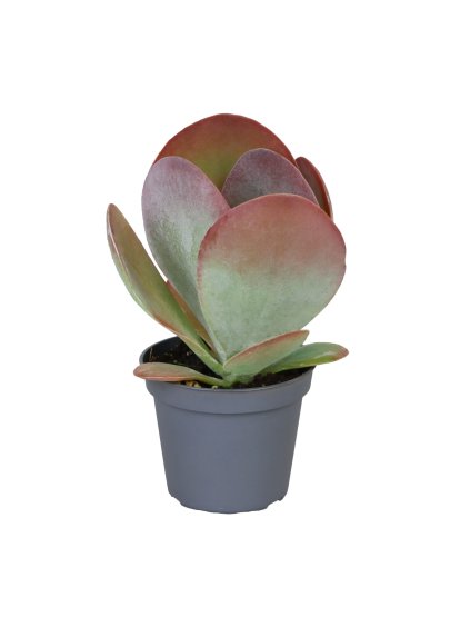 Kalanchoe thyrsiflora Red Lips V15cm