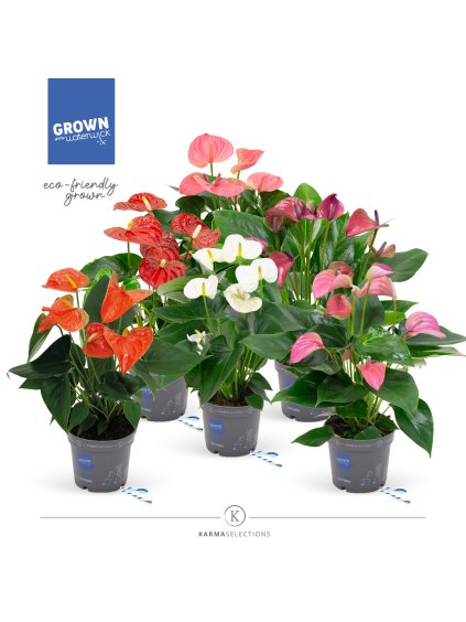 Anthurium (Andreanum Grp) mix V43cm