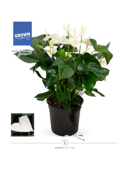 Anthurium Karma White V60cm