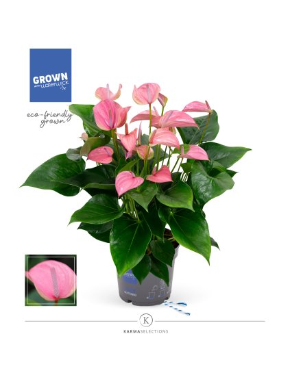 Anthurium Joli V55cm
