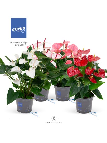 Anthurium (Andreanum Grp) mix V55cm
