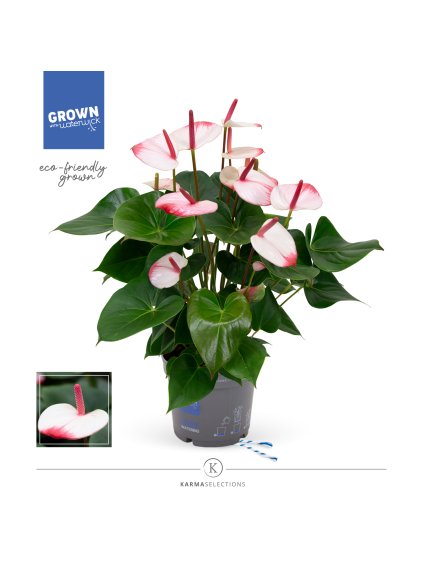 Anthurium Hotlips V55cm