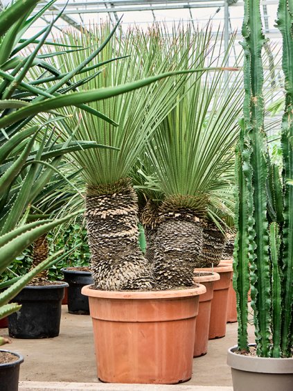 Dasylirion serratifolium V185cm