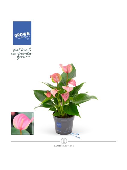 Anthurium Joli V33cm