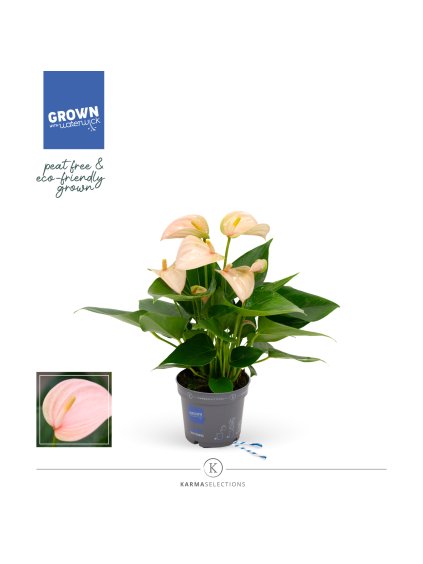 Anthurium Joli Peach V33cm