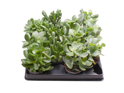 Crassula mix R6cm V15cm