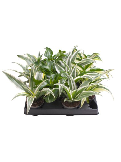 Dracaena Dragontree mix V12cm