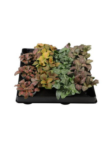 Fittonia Verschaffeltii mix V10cm