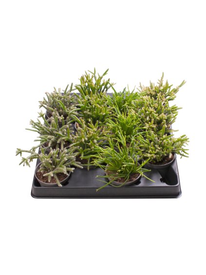 Rhipsalis mix V12cm