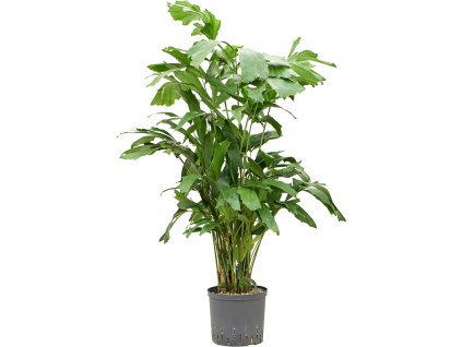 Caryota mitis V140cm