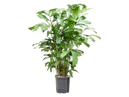 Caryota mitis V140cm