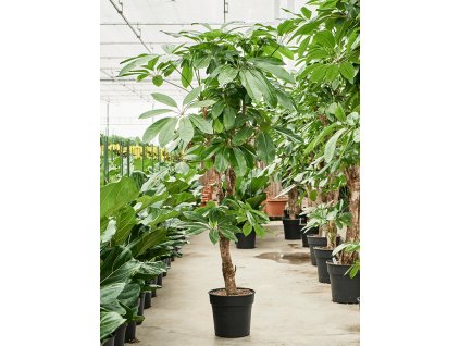 Schefflera actinophylla 'Amate' V200cm