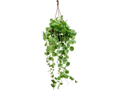 Cissus rotundifolia V100cm