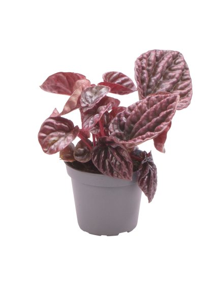 Peperomia caperata 'Red Luna' V12cm