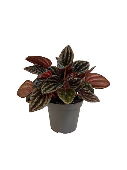 Peperomia caperata 'Montevideo' V12cm